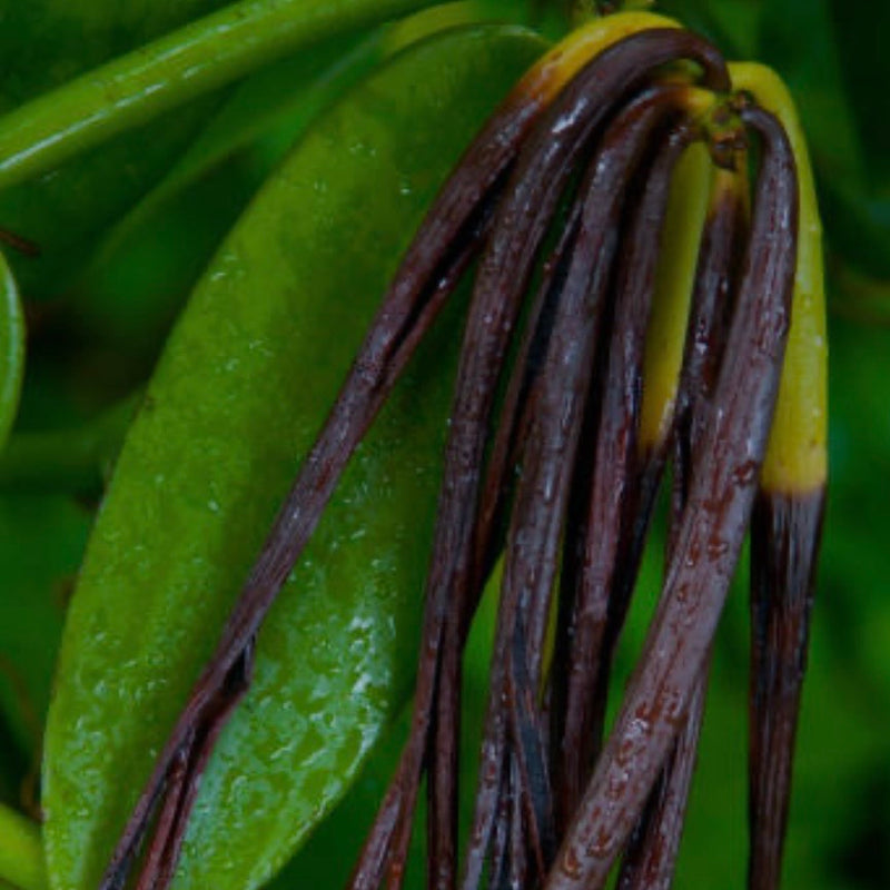Gourmet Black Bourbon pods