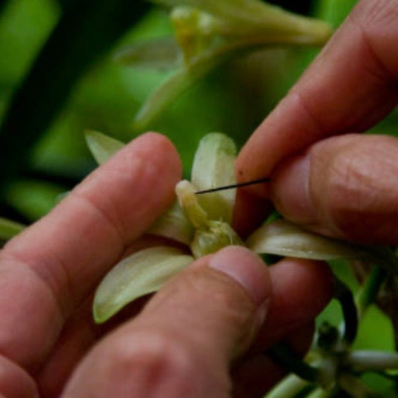Gourmet Black Bourbon pods