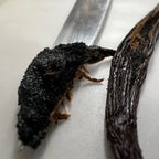 Gourmet Black Bourbon pods