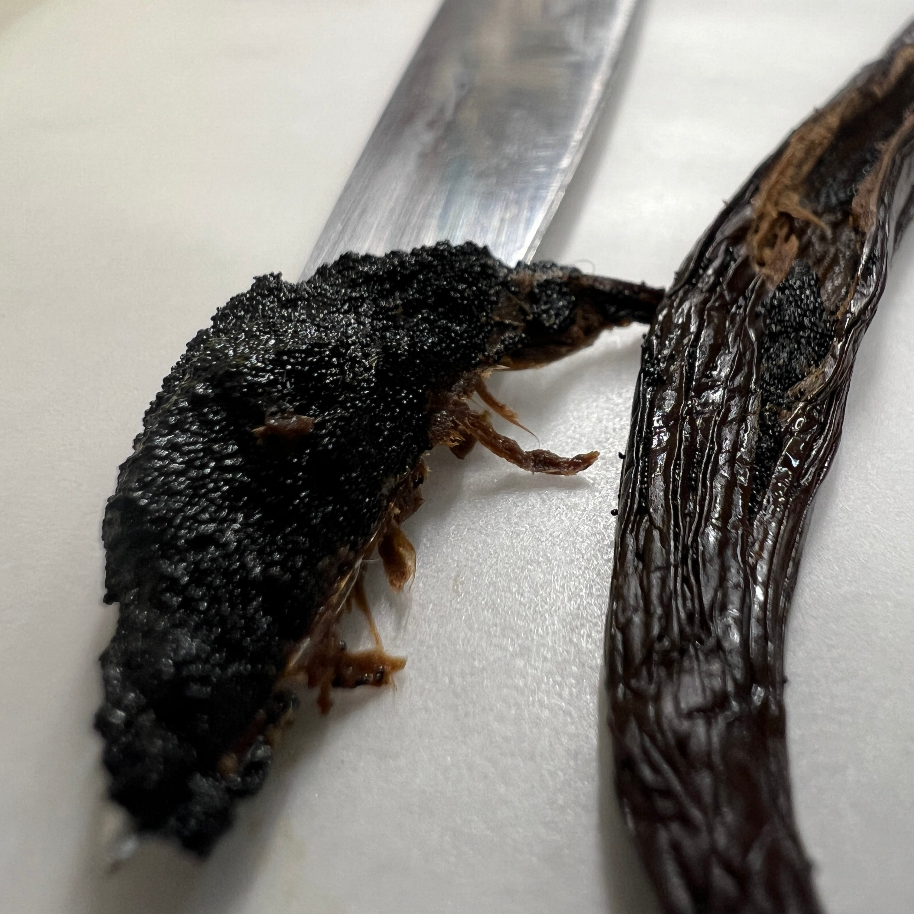 Gourmet Black Bourbon pods