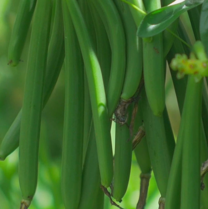 Gourmet Black Bourbon pods